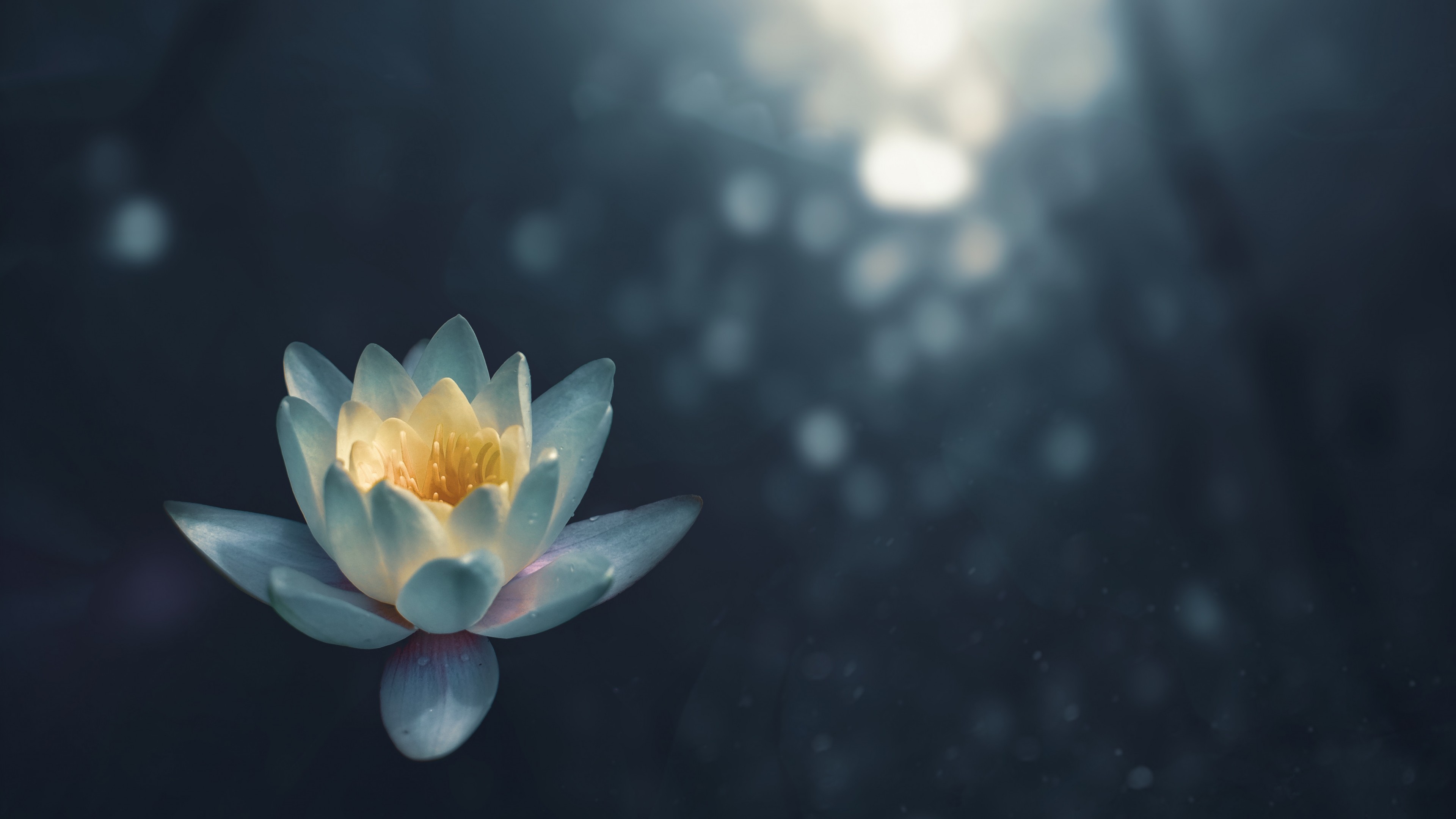 شب اکسپرسیونیسم